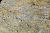 Cruziana (Fossil Trilobite Trackway) Plate - Oklahoma #114603-4